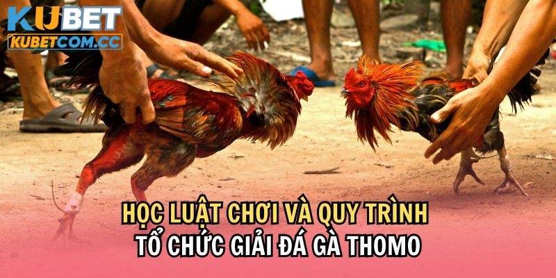 Quy luật khi chơi đá gà thomo